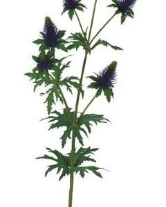 4024077646608-chardon---violet----90cm