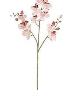 8718861564853-phalaenopsis---rose---75cm