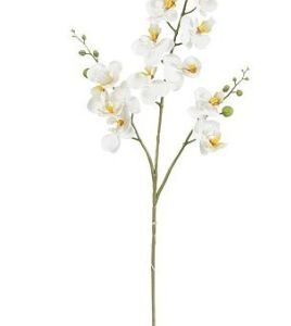 8718861564822-phalaenopsis---blanc---75cm