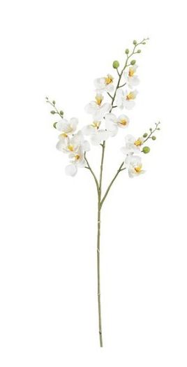 8718861564822-phalaenopsis---blanc---75cm