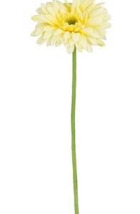 8720983587672-gerbera-jaune---l60cm