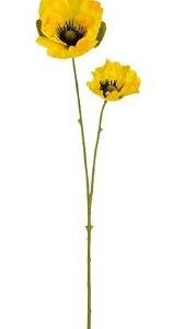 8720983358999-coquelicot-jaune-leafless---l68-cm