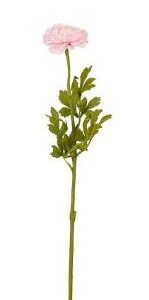 8720362929352-renoncule-rose---l56-cm