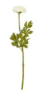 8720362929345-renoncule-creme---l56-cm