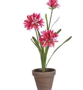 8718861947601-agapanthe-rose-en-pot-diam-115-cm---h45-x-diam-20-cm