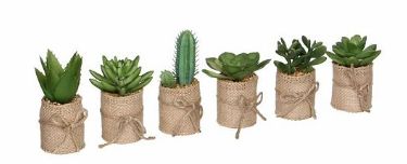 8718861260632-succulente-artificielle-en-pot---h12-x-diam-5-cm